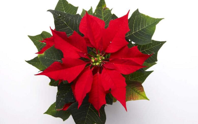 一品紅的寓意，象征冬日中的暖陽