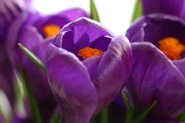 紫羅蘭不開(kāi)花怎么回事