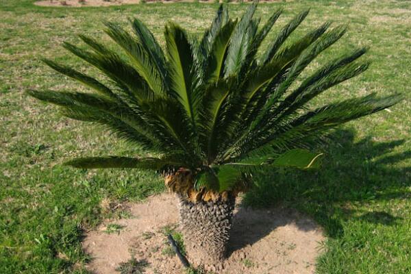 鐵樹的養(yǎng)殖方法，必須要掌握的5個要點