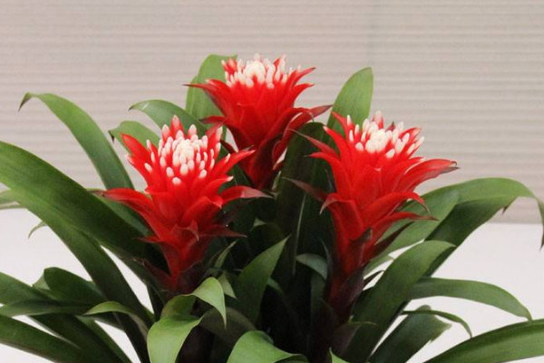 鴻運(yùn)當(dāng)頭花變黑發(fā)霉了怎么辦