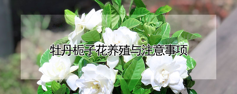 牡丹梔子花養(yǎng)殖與注意事項