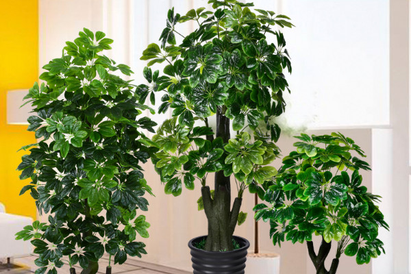 金錢樹應(yīng)該怎么用土