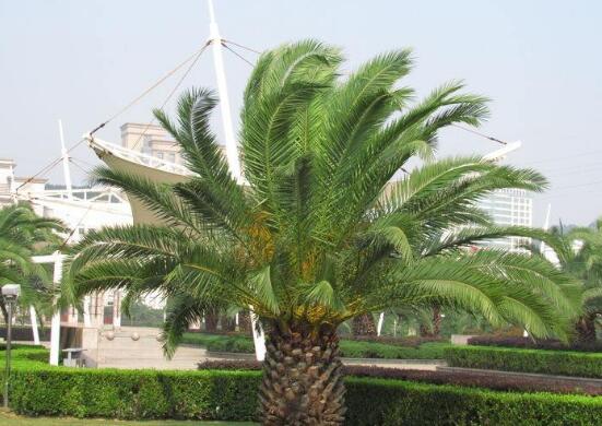 鐵樹什么時候開花，鐵樹十年開一次花