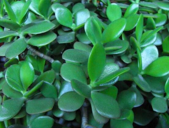 景天樹和玉樹的區(qū)別，教你兩種最容易分辨方法(葉型與花型)