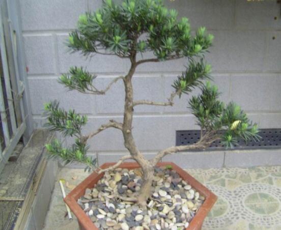 羅漢松盆景養(yǎng)護(hù)方法，老農(nóng)總結(jié)五大最實(shí)際有效方法