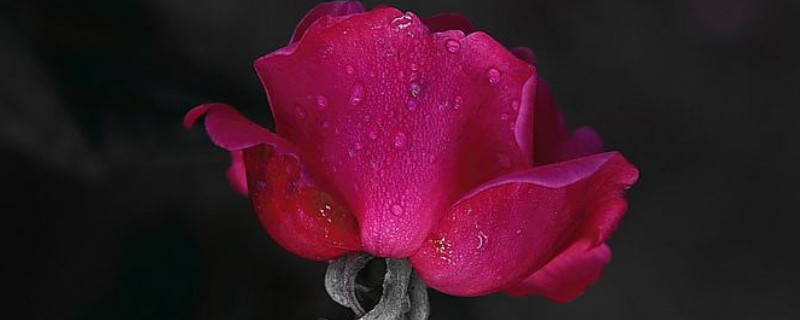 月季有蜘蛛網(wǎng)怎么辦