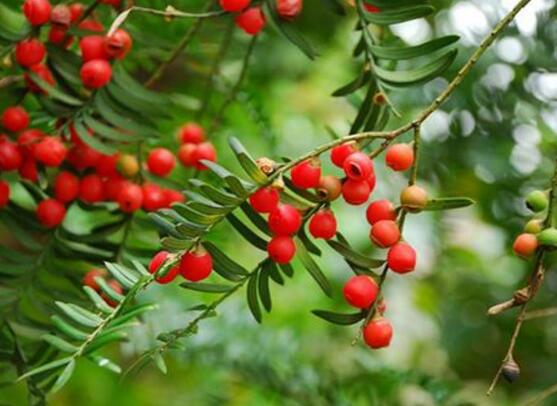 紅豆杉的養(yǎng)殖方法和注意事項，七大基本方法養(yǎng)殖郁郁蔥蔥