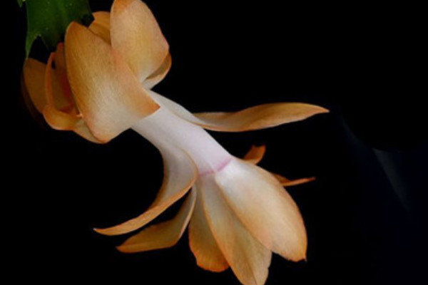 蟹爪蘭怎么養(yǎng)才能開(kāi)花