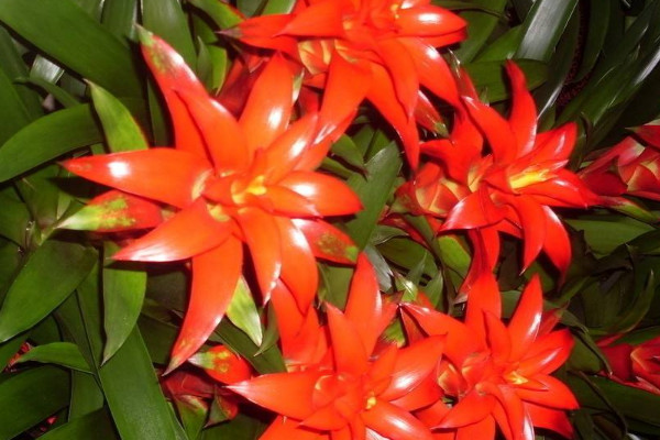 鴻運當(dāng)頭不開花怎么辦