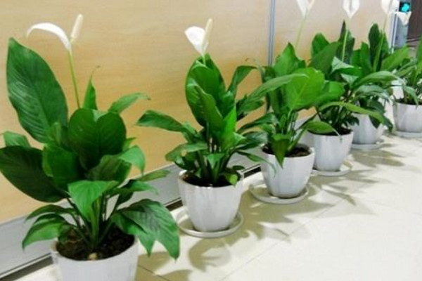 一帆風(fēng)順怎樣扦插，它是不能進行扦插的