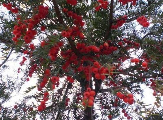 紅豆杉怎么養(yǎng)殖，紅豆杉養(yǎng)殖方法