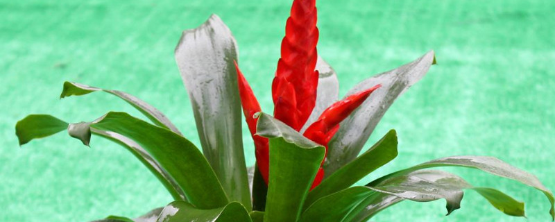 鴻運當(dāng)頭怎么催花