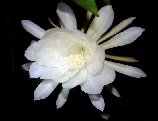 曇花的養(yǎng)殖方法和注意事項，老農(nóng)總結(jié)七大最實用養(yǎng)殖方法