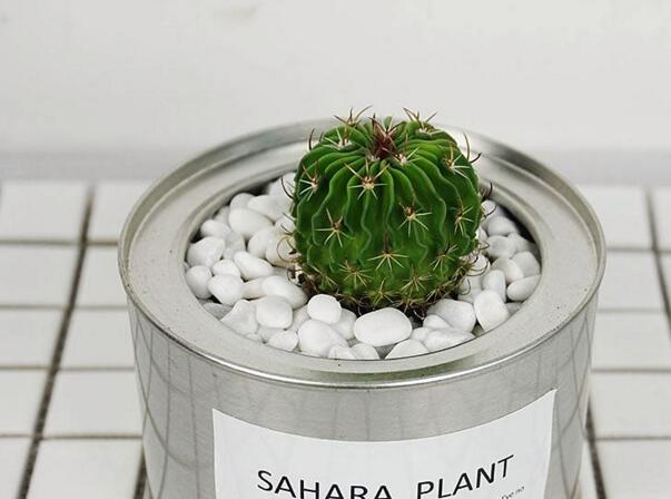 仙人球長斑怎么辦，及時挖掉并且合理養(yǎng)護(hù)