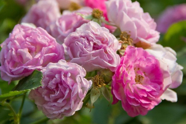 薔薇好養(yǎng)嗎