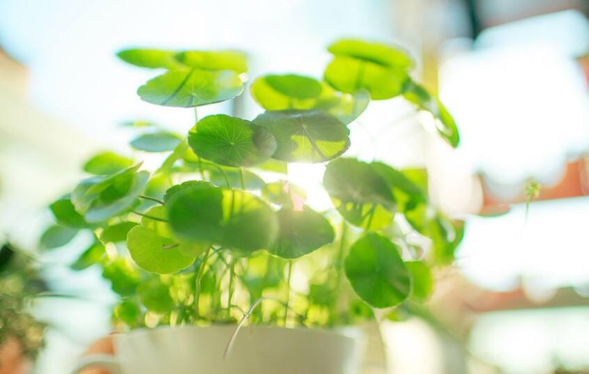 銅錢草放在什么位置好，放在陽臺上最合適