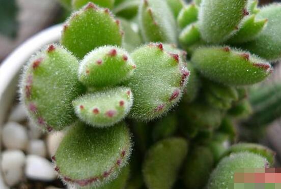 熊童子葉斑病怎么辦，及時(shí)摘除病葉、噴灑藥物治療