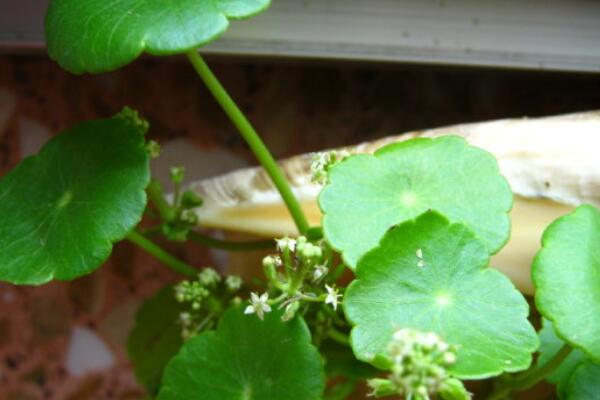 銅錢草結(jié)籽了怎么辦