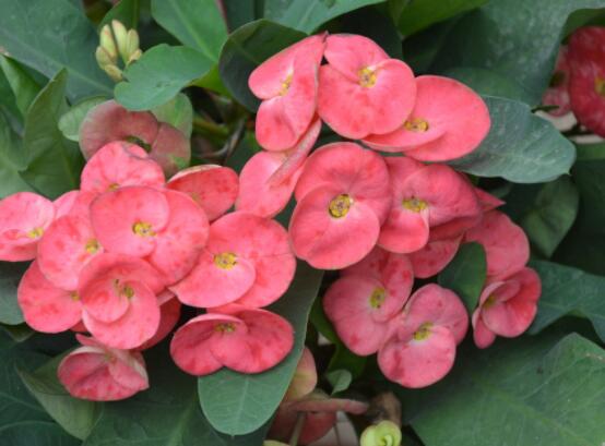 虎刺梅黃葉怎么辦，多半是施肥和修剪不當引起的