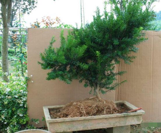 如何養(yǎng)紅豆杉，土壤要豐富營養(yǎng)/肥水相結合