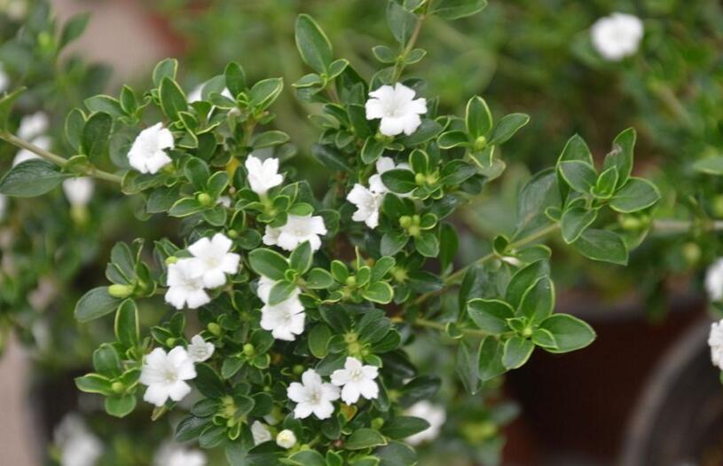 盆景六月雪的養(yǎng)護知識，土壤和環(huán)境都要適宜它的生長