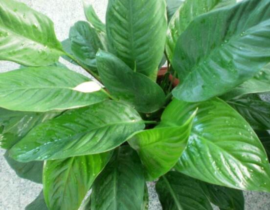 一帆風(fēng)順用什么水澆，澆池塘水、淘米水生長(zhǎng)最快