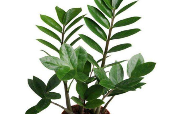 金錢樹一年能長(zhǎng)多高