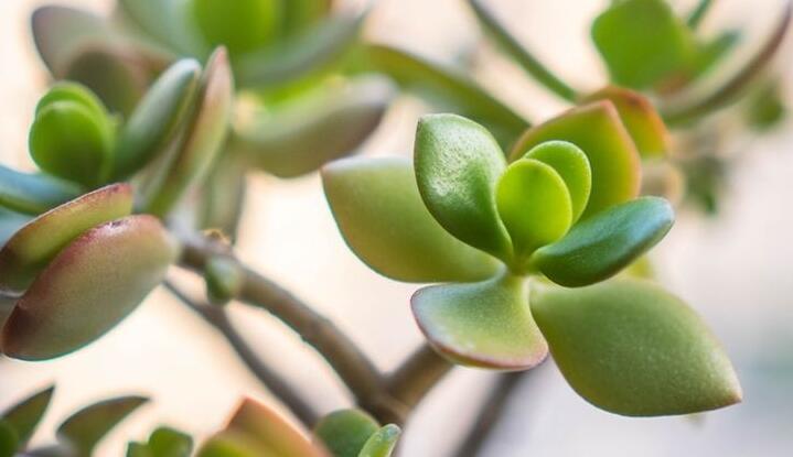 燕子掌生蟲(chóng)了怎么辦，4種不同的病蟲(chóng)害治療方法