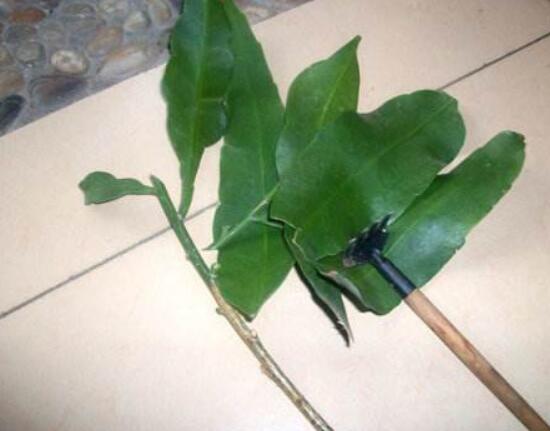 曇花什么時候葉插，以春季為主/擇兩年生健康老葉