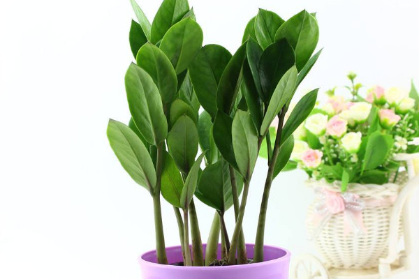 金錢(qián)樹(shù)長(zhǎng)蟲(chóng)子怎么辦