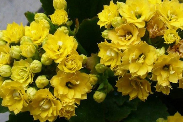 長(zhǎng)壽花掉葉子怎么回事