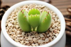 熊童子澆水方法，不同的季節(jié)有不同的要點(diǎn)