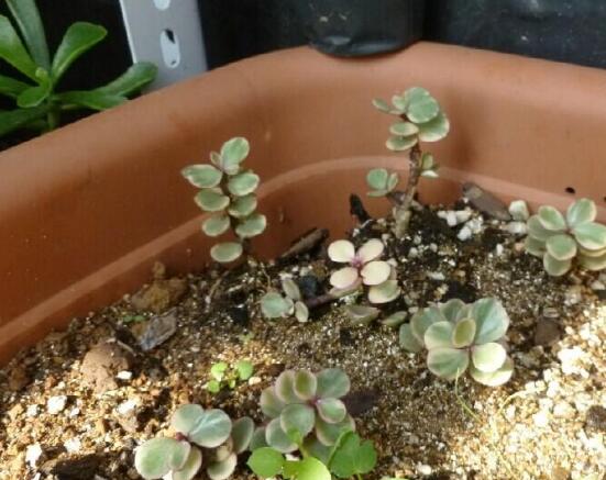 雅樂之舞的扦插技巧，老農(nóng)總結(jié)六個最簡易基本步驟