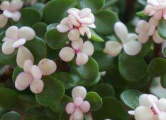 雅樂(lè)之舞葉片發(fā)皺是怎么回事，主要有三種原因造成(光照/溫度/澆水)