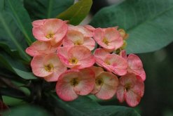 大葉虎刺梅有毒嗎，毒性與虎刺梅相同