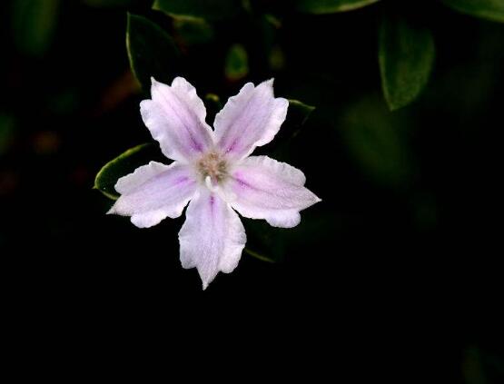 六月雪如何養(yǎng)，老農(nóng)總結(jié)最實用六大基本養(yǎng)殖方法