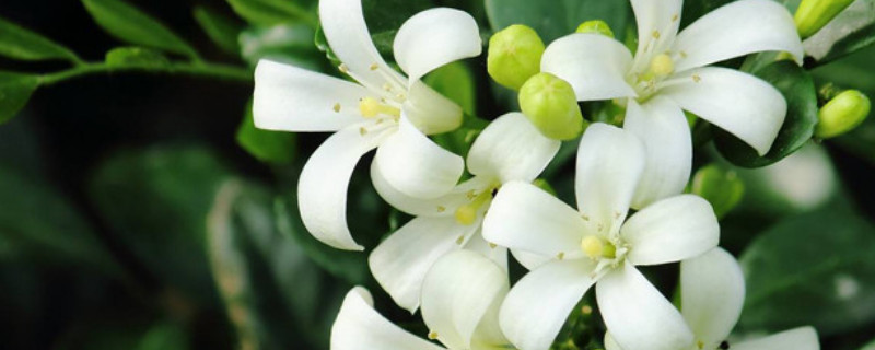 九里香冬季怎么養(yǎng)護(hù)