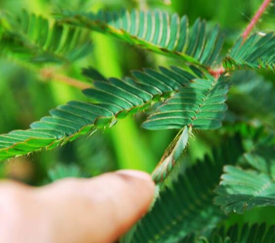 含羞草為什么會(huì)閉合，講述最科學(xué)的合理解釋(葉枕水分感應(yīng))