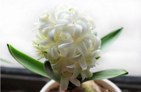 風(fēng)信子怎么施肥吸收效果最好，推薦兩種最見效的吸肥方法