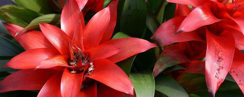 鴻運(yùn)當(dāng)頭和紅掌哪個適合家里養(yǎng)