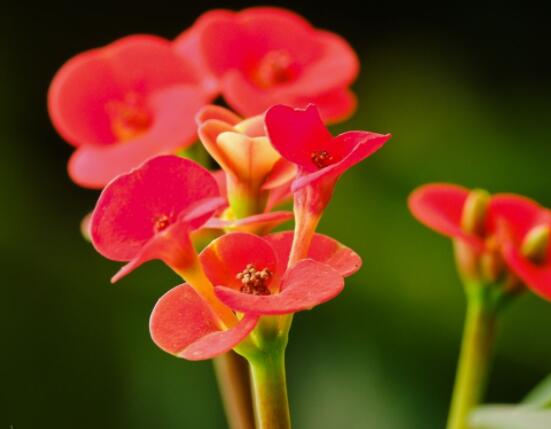 虎刺梅花能開多長(zhǎng)時(shí)間，一年365天均可開花(春夏秋冬)