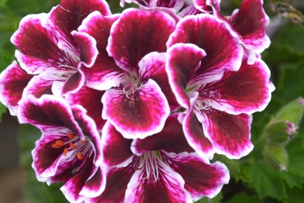 天竺葵不開(kāi)花怎么回事