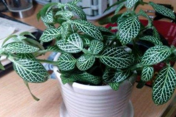 網(wǎng)紋草的花語(yǔ)