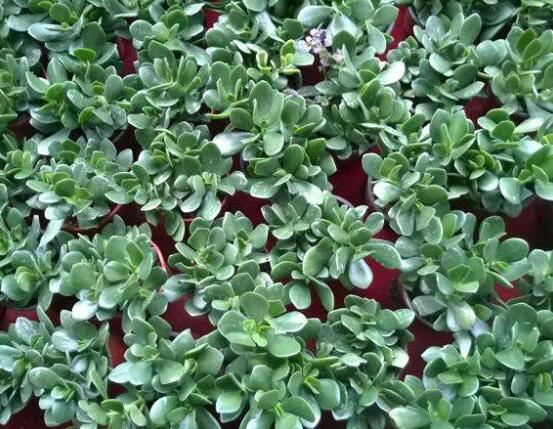 玉樹冬天怎么養(yǎng)，教你六個方法安然過冬