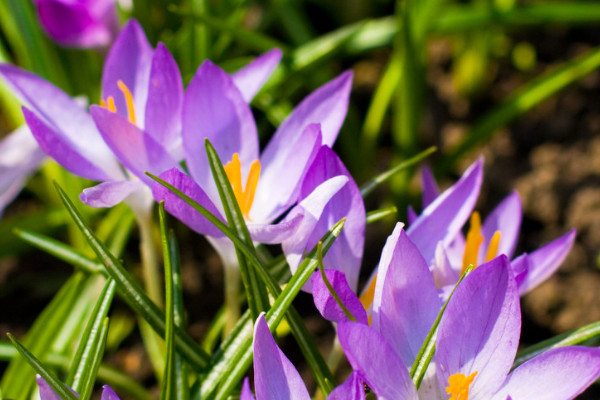 紫羅蘭花長(zhǎng)蟲(chóng)子該怎么收拾