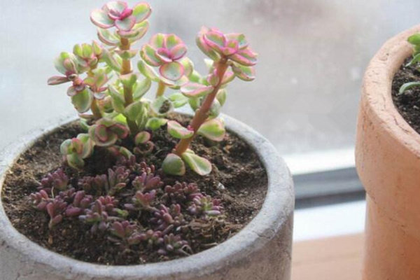 雅樂之舞幾月扦插，春季3-4月、秋季9-10月