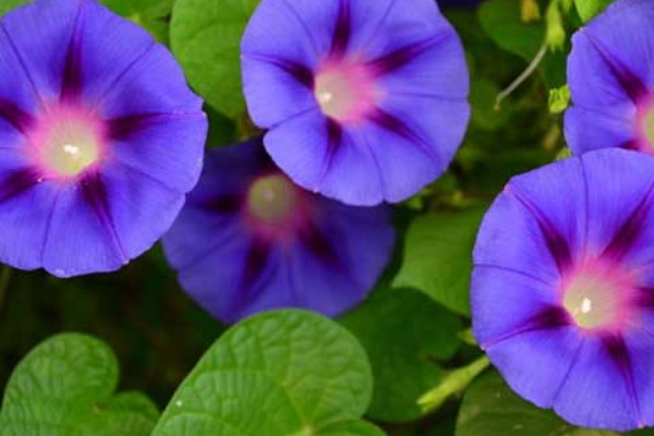 牽?；ǚN子發(fā)芽到開花要多久