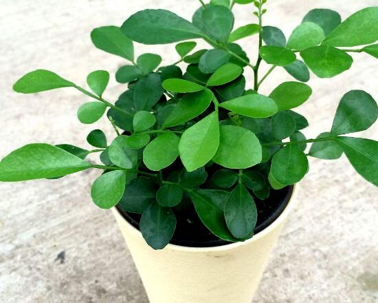 九里香冬天怎么施肥，九里香施什么肥好