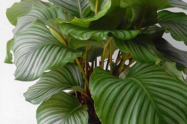 蘋(píng)果竹芋不長(zhǎng)新葉子