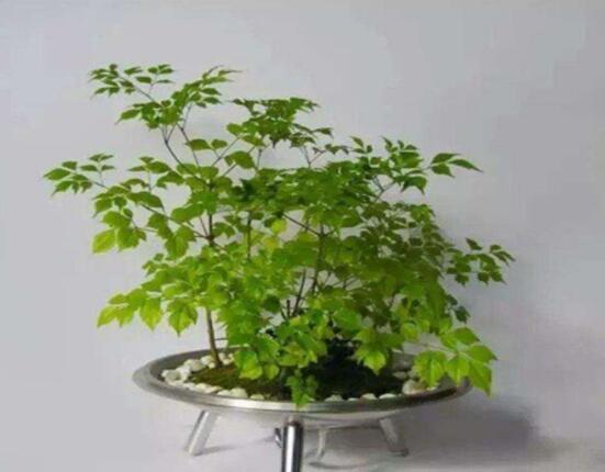 幸福樹(shù)的寓意，象征著家庭和美，幸?？鞓?lè)